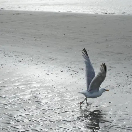 By The Sea In Belgium With Balcony, Cleaning Included 코크시데